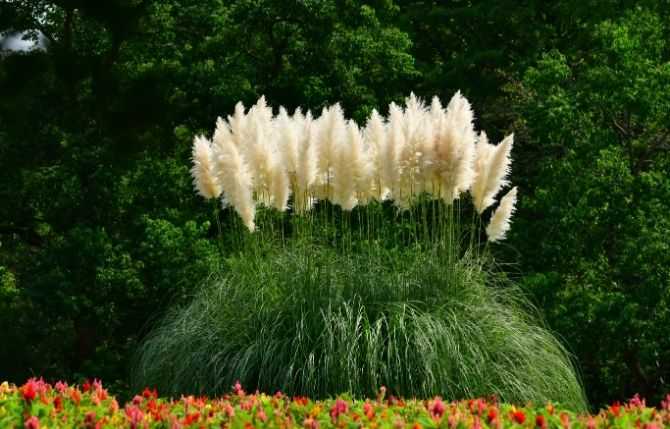 White pampas grass