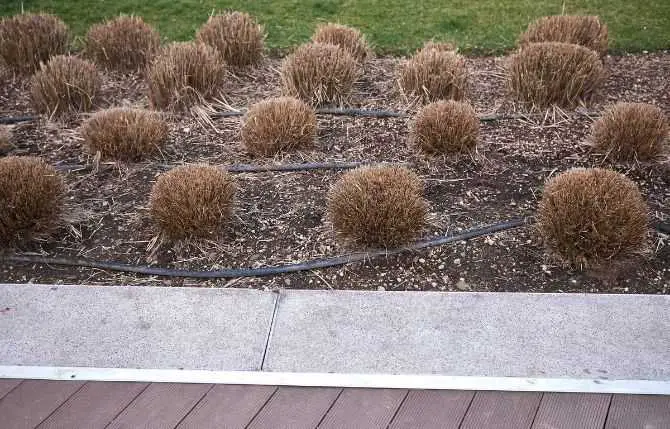 Pruning Pampas Grass