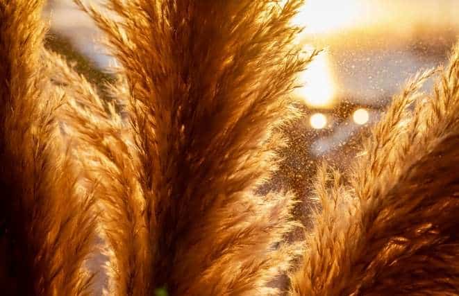 Dried Pampas Grass