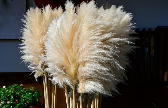 Faux Pampas Grass - Cream (5 Stems) Faux Pampas Grass Artificial Flowers