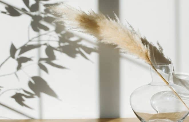 Dried Pampas Grass