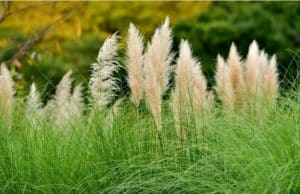 Dwarf pampas grass
