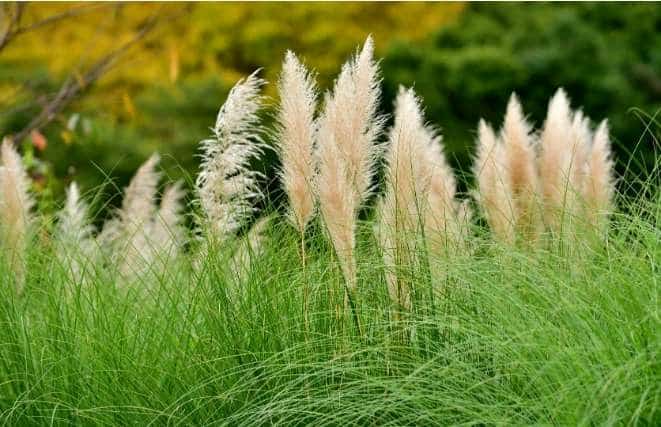 Dwarf pampas grass