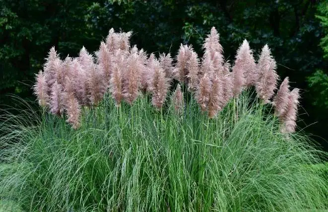 Purple pampas grass