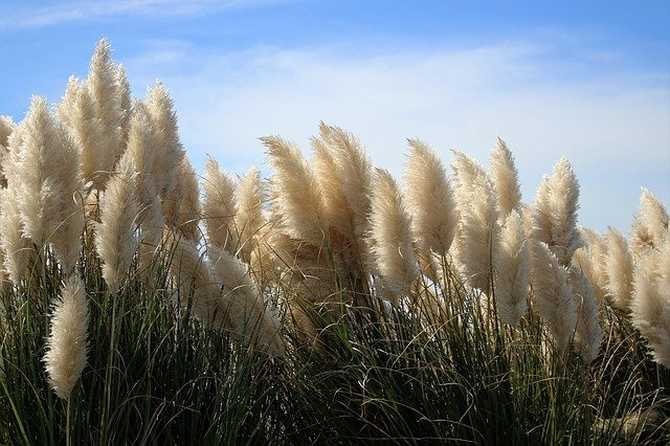 Pampas grass plant