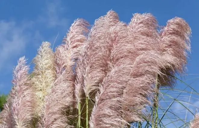 pink pampas grass decor