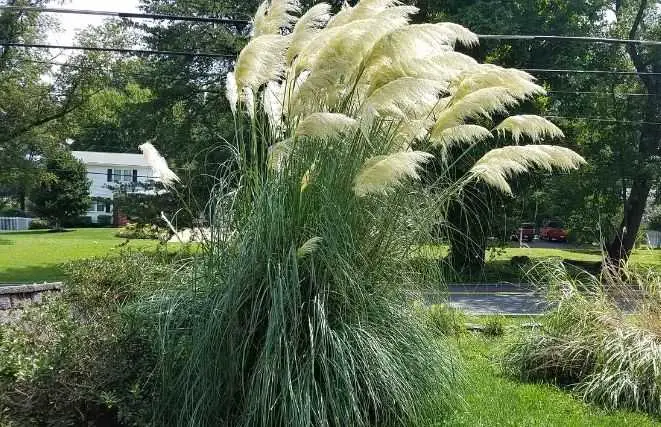 pampas grass plant