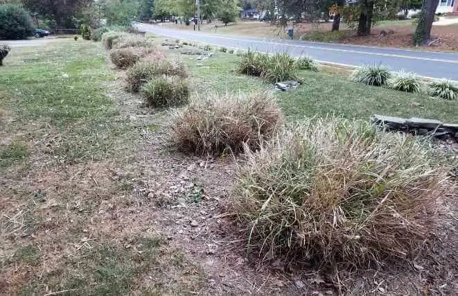 Cut Pampas Grass