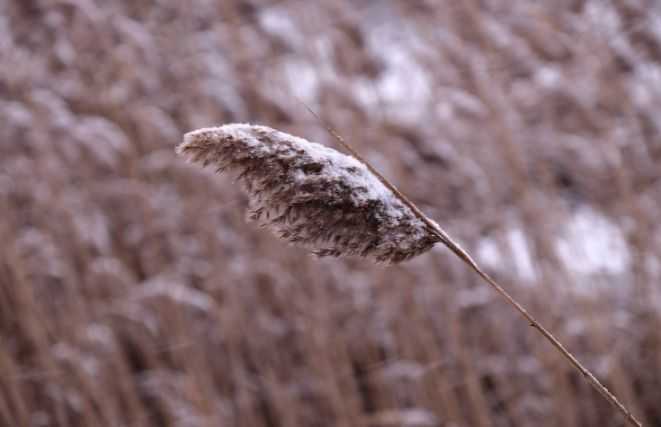 Pampas Grass with snow