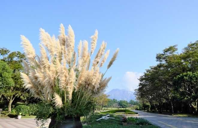 Potted Pampas Grass