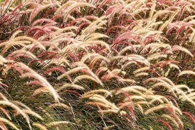 Fountain Grass