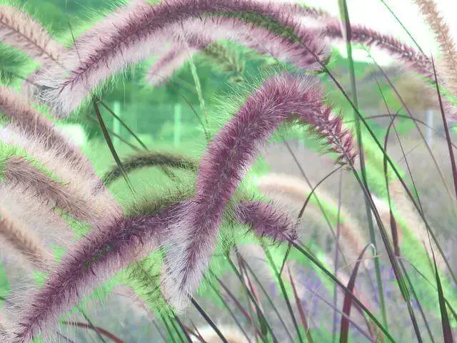purple grass plants