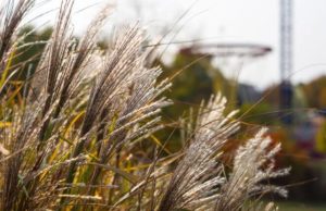 Maiden Grass