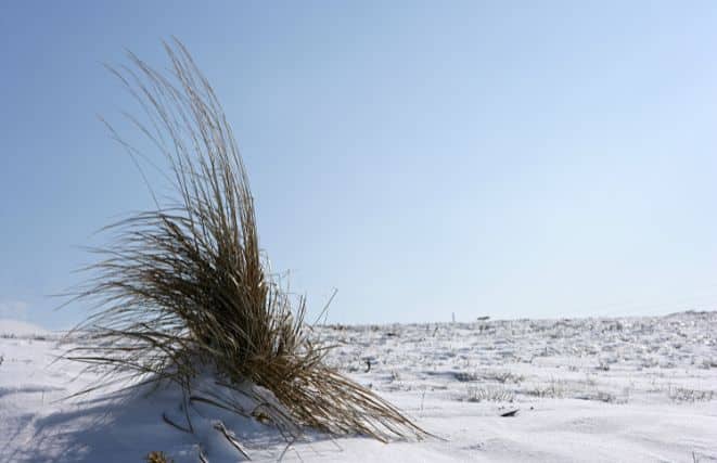 Pampas Grass in the Snow
