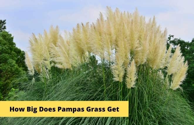 How Big Does Pampas Grass Get