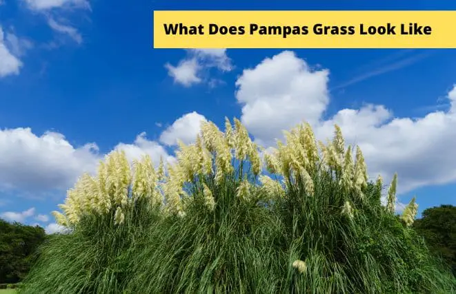 Pampas Grass Look Like