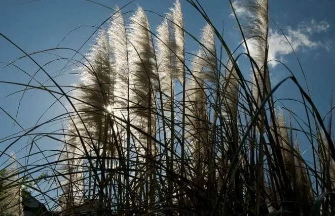 Pampas Grass In Shade