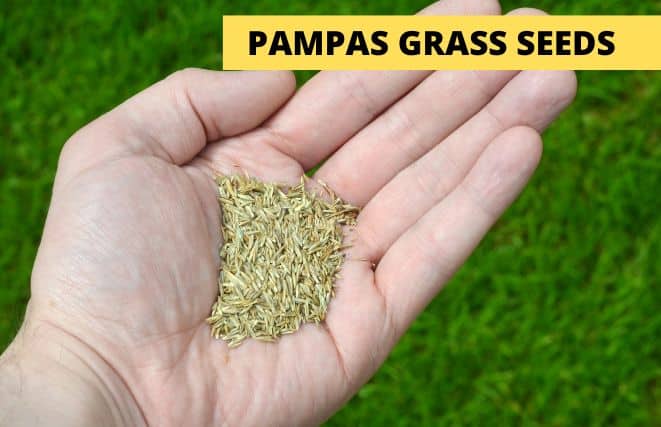 Pampas Grass Seeds