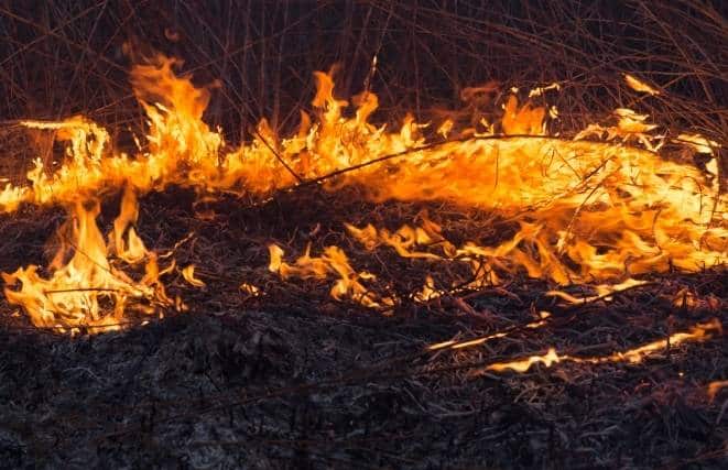 Weed Burning