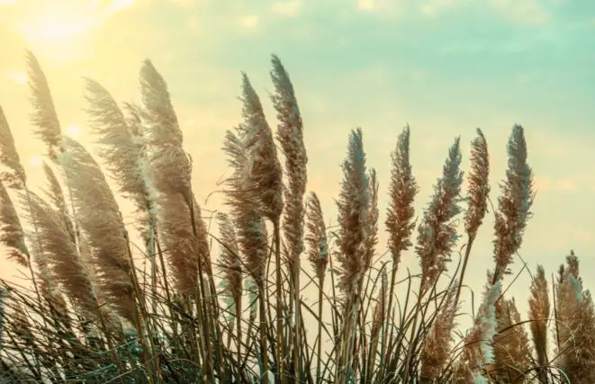 Pampas Grass