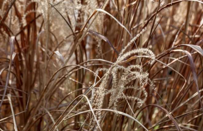 Dry Ornamental Grasses