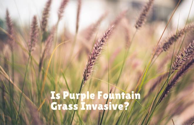 Is Purple Fountain Grass Invasive