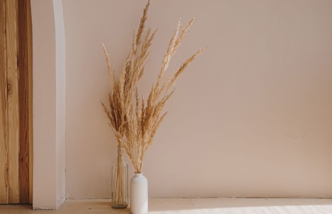 Long Dried Pampas Grass