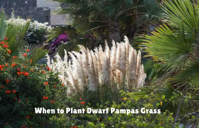 When to Plant Dwarf Pampas Grass