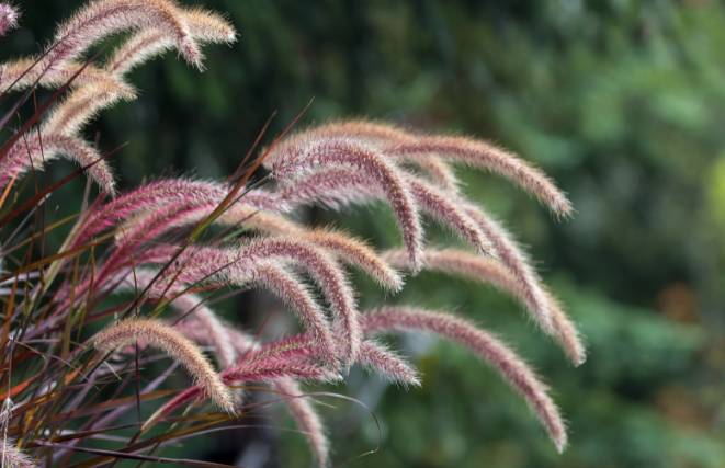 Purple Fountain Grass