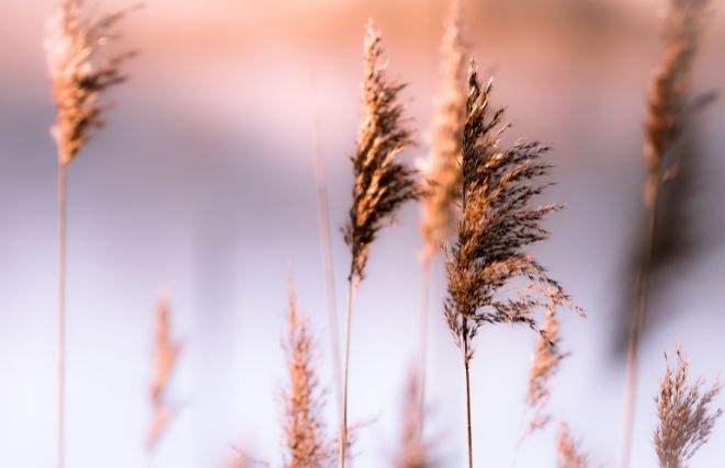 hardy pampas grass