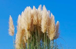 Pampas Grass Grow