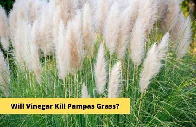 Will Vinegar Kill Pampas Grass