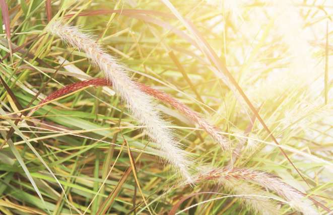 Can You Divide Ornamental Grasses in the Summer