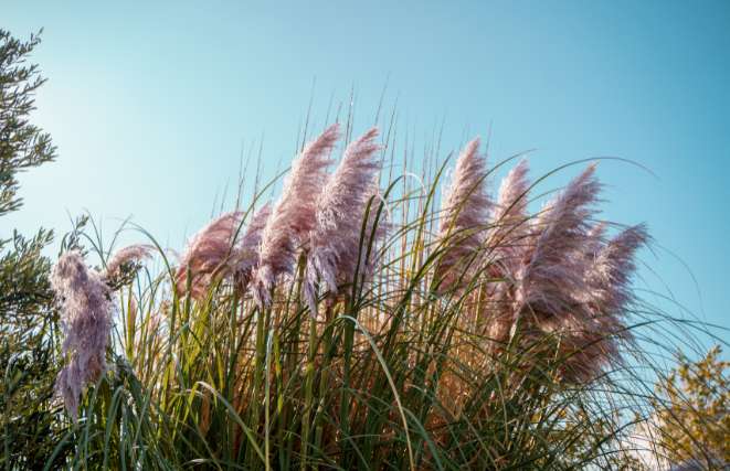 Colorful Pampas Grass