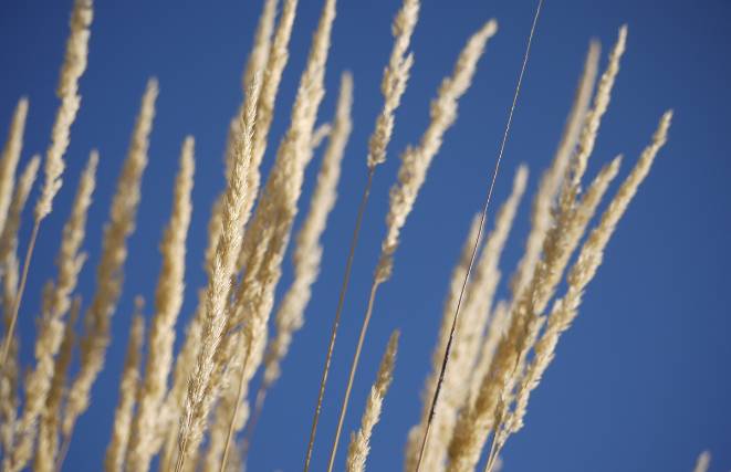 Feather Reed Grass