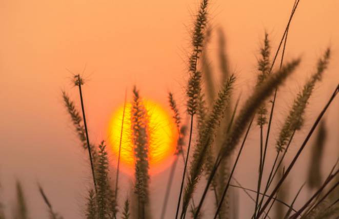 Fountain Grass