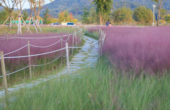 Pink Muhly Grass