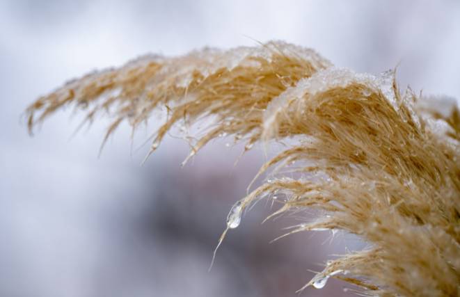Pampas Grass with ice